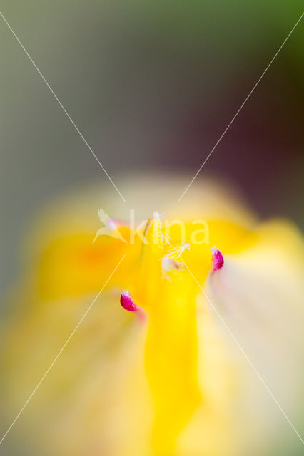 Tulip (Tulipa)