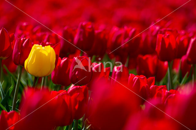 Tulip (Tulipa)