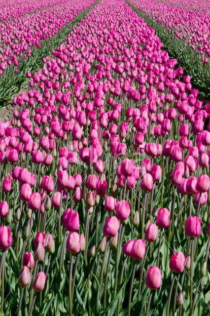 Tulp (Tulipa)