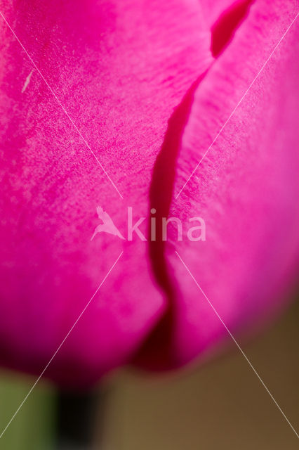 Tulip (Tulipa)