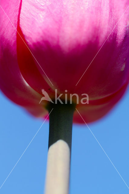 Tulp (Tulipa)