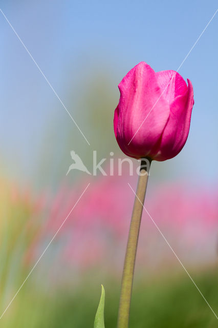 Tulip (Tulipa)