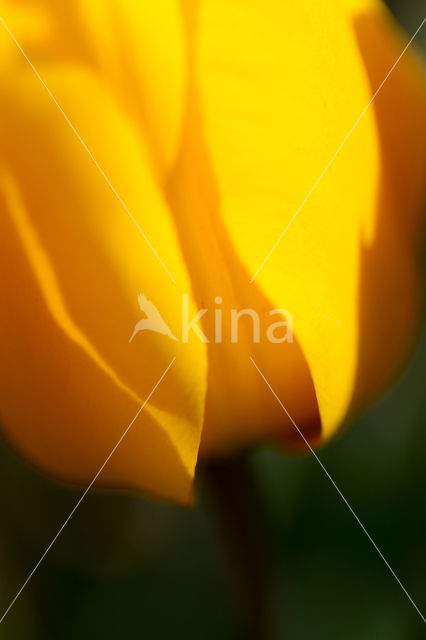 Tulip (Tulipa)