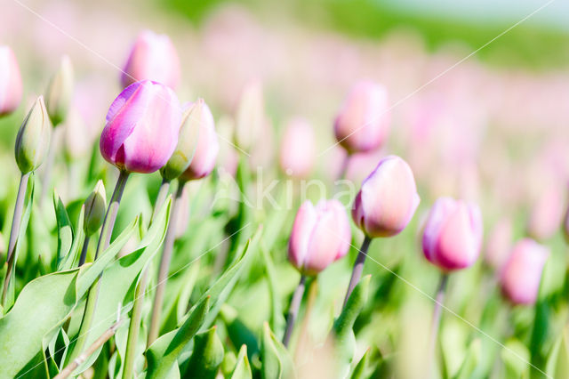 Tulip (Tulipa)