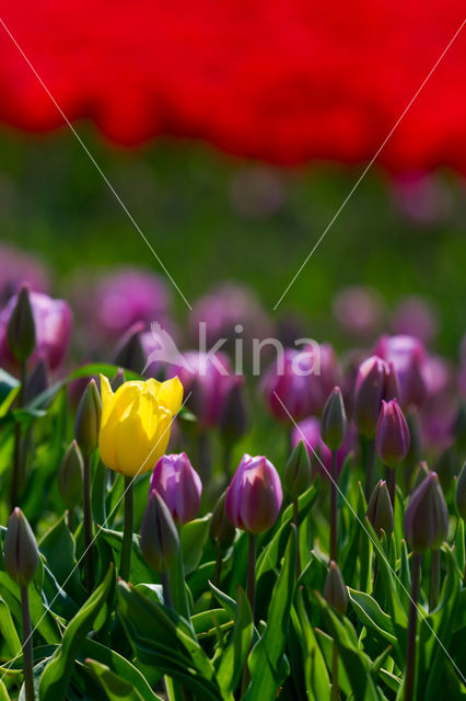 Tulp (Tulipa)