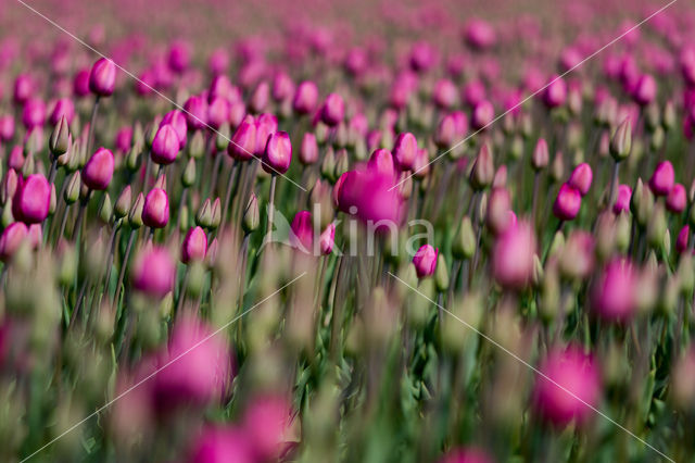 Tulip (Tulipa)