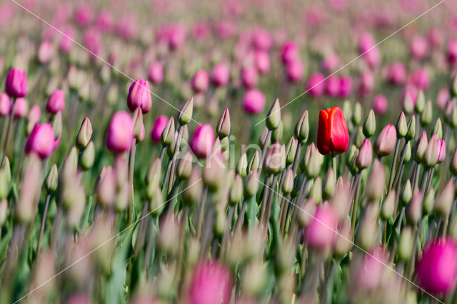 Tulp (Tulipa)