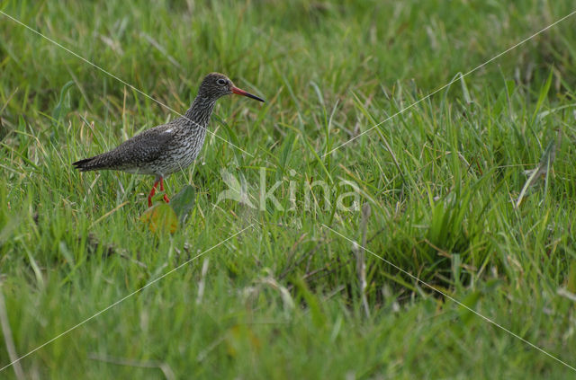 Common Redshank (Tringa totanus)