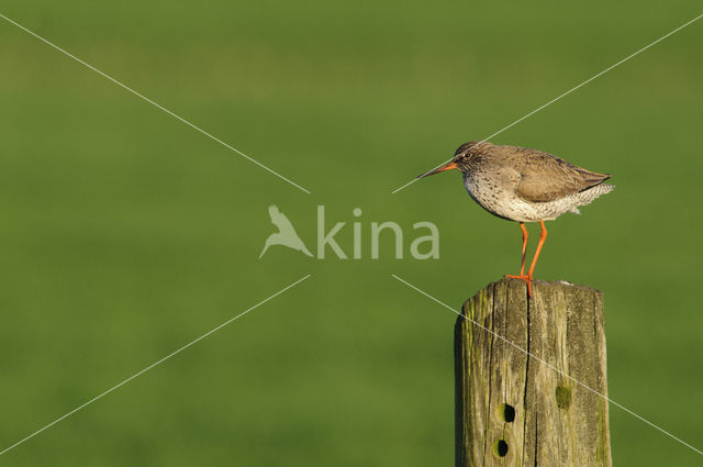 Common Redshank (Tringa totanus)