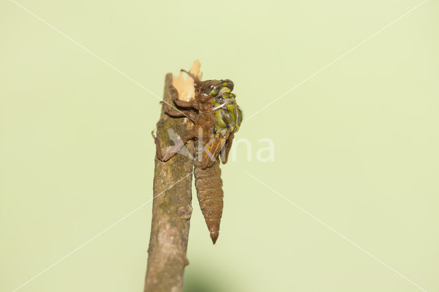 Turkse rombout (Gomphus schneiderii )