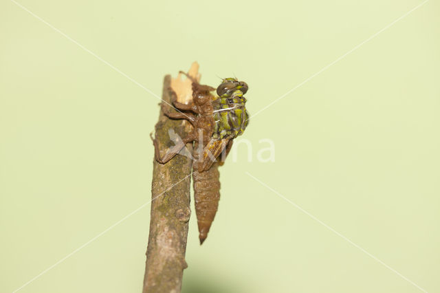 Gomphus schneiderii
