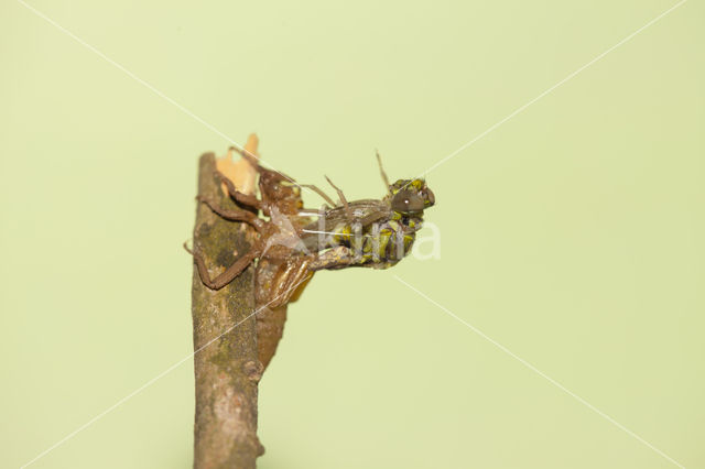 Gomphus schneiderii