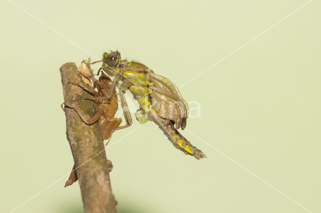 Gomphus schneiderii