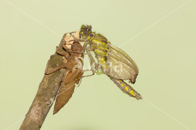 Gomphus schneiderii
