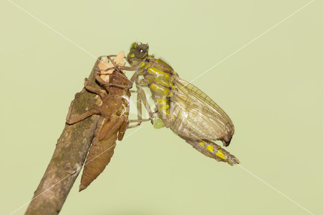 Gomphus schneiderii
