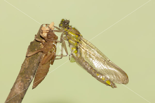 Gomphus schneiderii