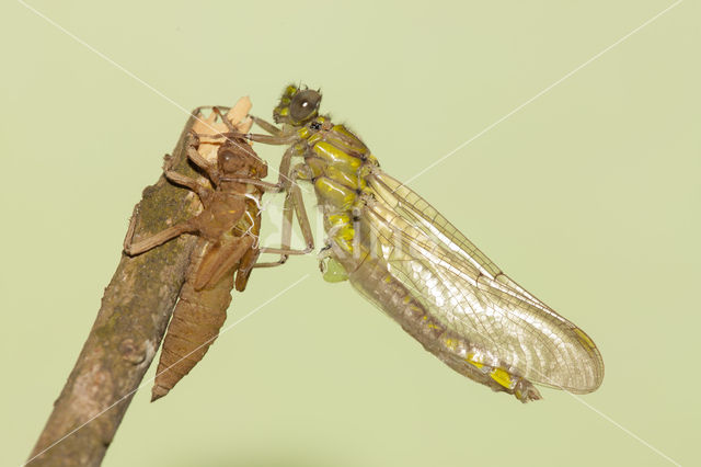 Gomphus schneiderii
