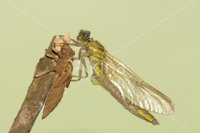 Gomphus schneiderii