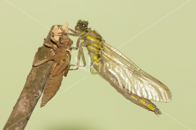 Gomphus schneiderii