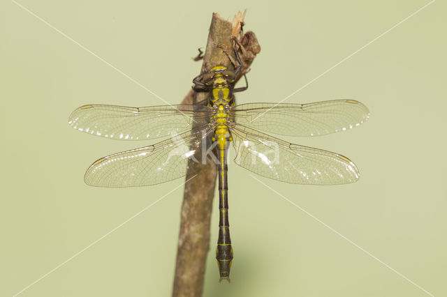 Gomphus schneiderii