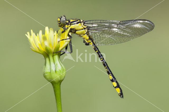Gomphus schneiderii