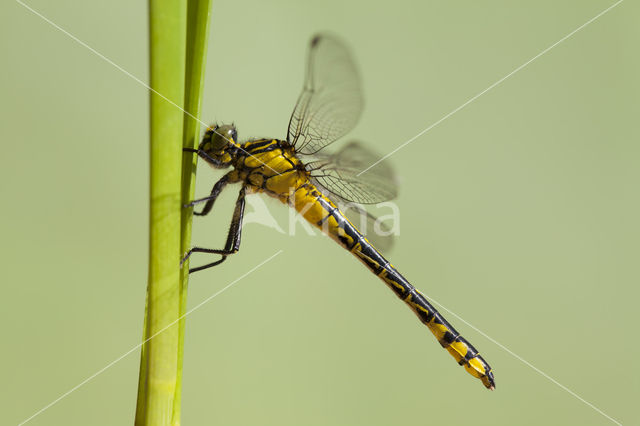 Gomphus schneiderii