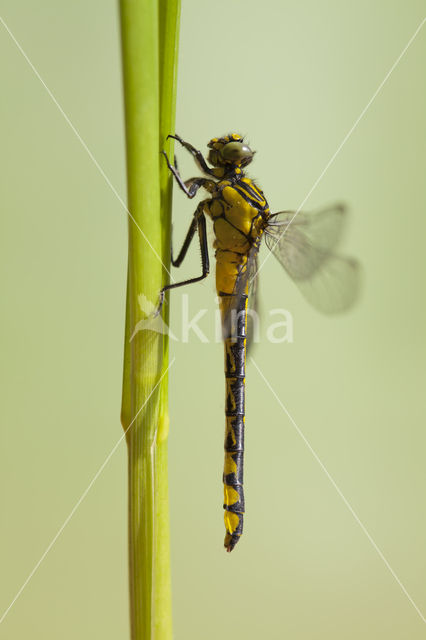 Gomphus schneiderii
