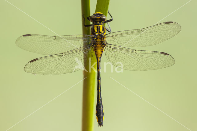 Gomphus schneiderii