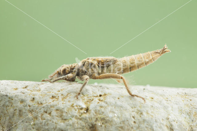 Gomphus schneiderii
