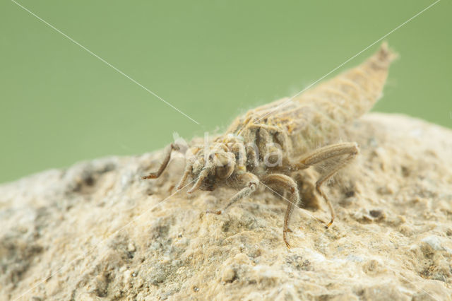 Gomphus schneiderii