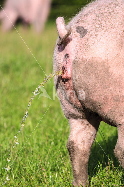 Pig (Sus domesticus)