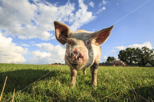 Pig (Sus domesticus)