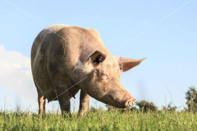 Pig (Sus domesticus)