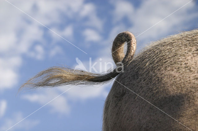 Pig (Sus domesticus)