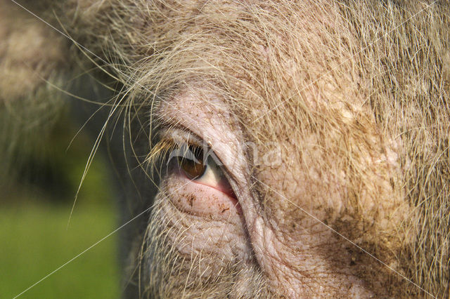 Pig (Sus domesticus)
