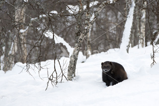 Wolverine (Gulo gulo)