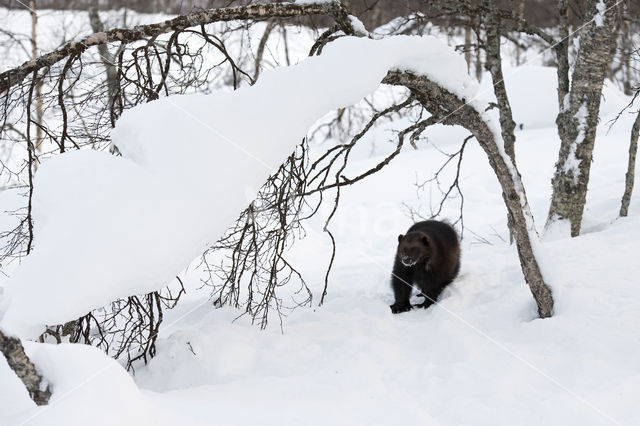 Wolverine (Gulo gulo)