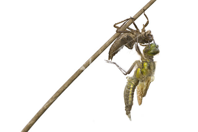 Four-spotted Chaser (Libellula quadrimaculata)