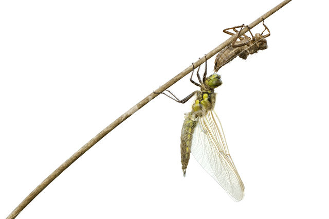 Viervlek (Libellula quadrimaculata)