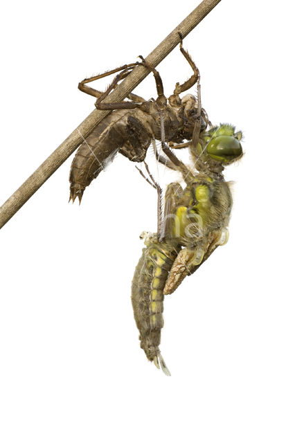 Four-spotted Chaser (Libellula quadrimaculata)