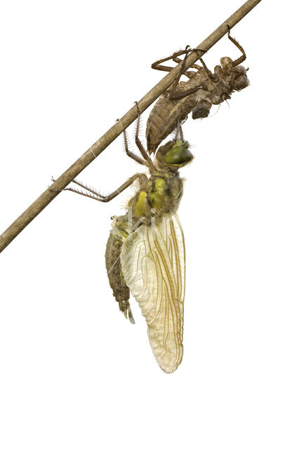 Four-spotted Chaser (Libellula quadrimaculata)