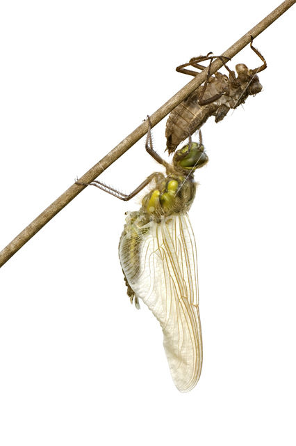 Four-spotted Chaser (Libellula quadrimaculata)