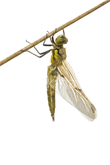 Four-spotted Chaser (Libellula quadrimaculata)