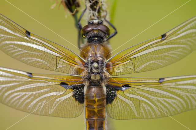 Viervlek (Libellula quadrimaculata)