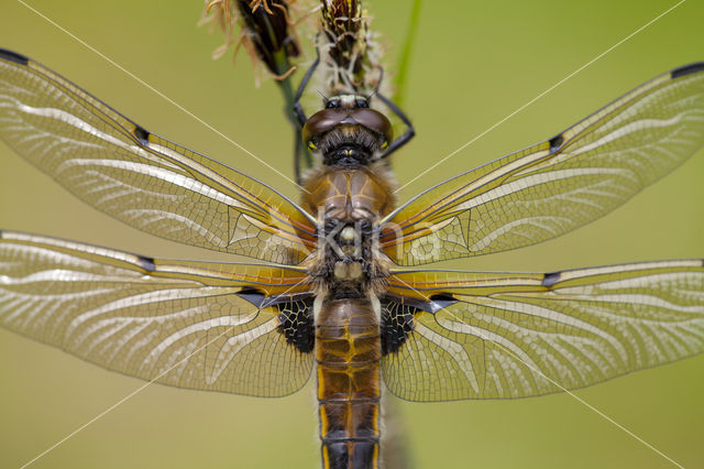 Viervlek (Libellula quadrimaculata)