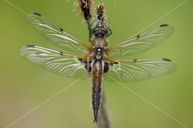 Four-spotted Chaser (Libellula quadrimaculata)