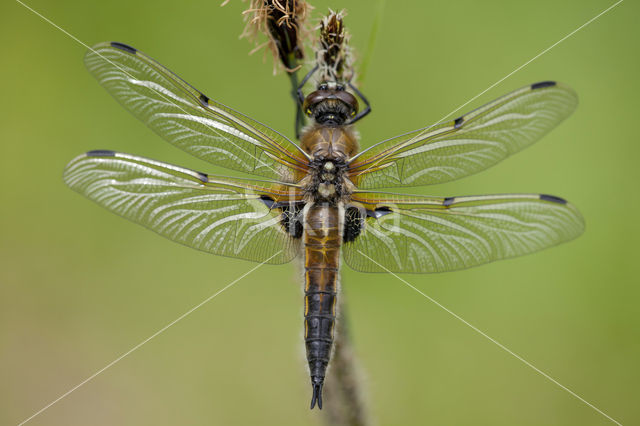 Viervlek (Libellula quadrimaculata)