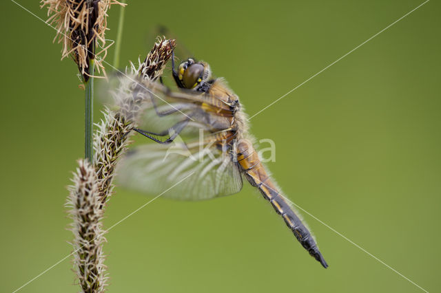 Viervlek (Libellula quadrimaculata)