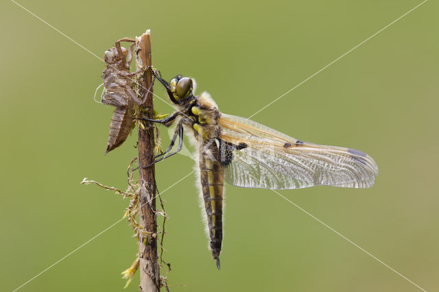 Viervlek (Libellula quadrimaculata)