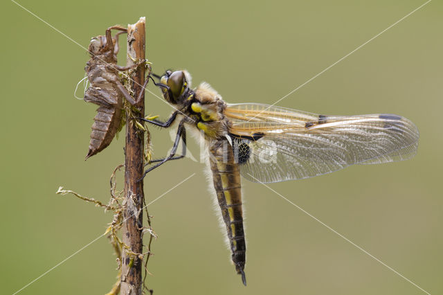 Viervlek (Libellula quadrimaculata)